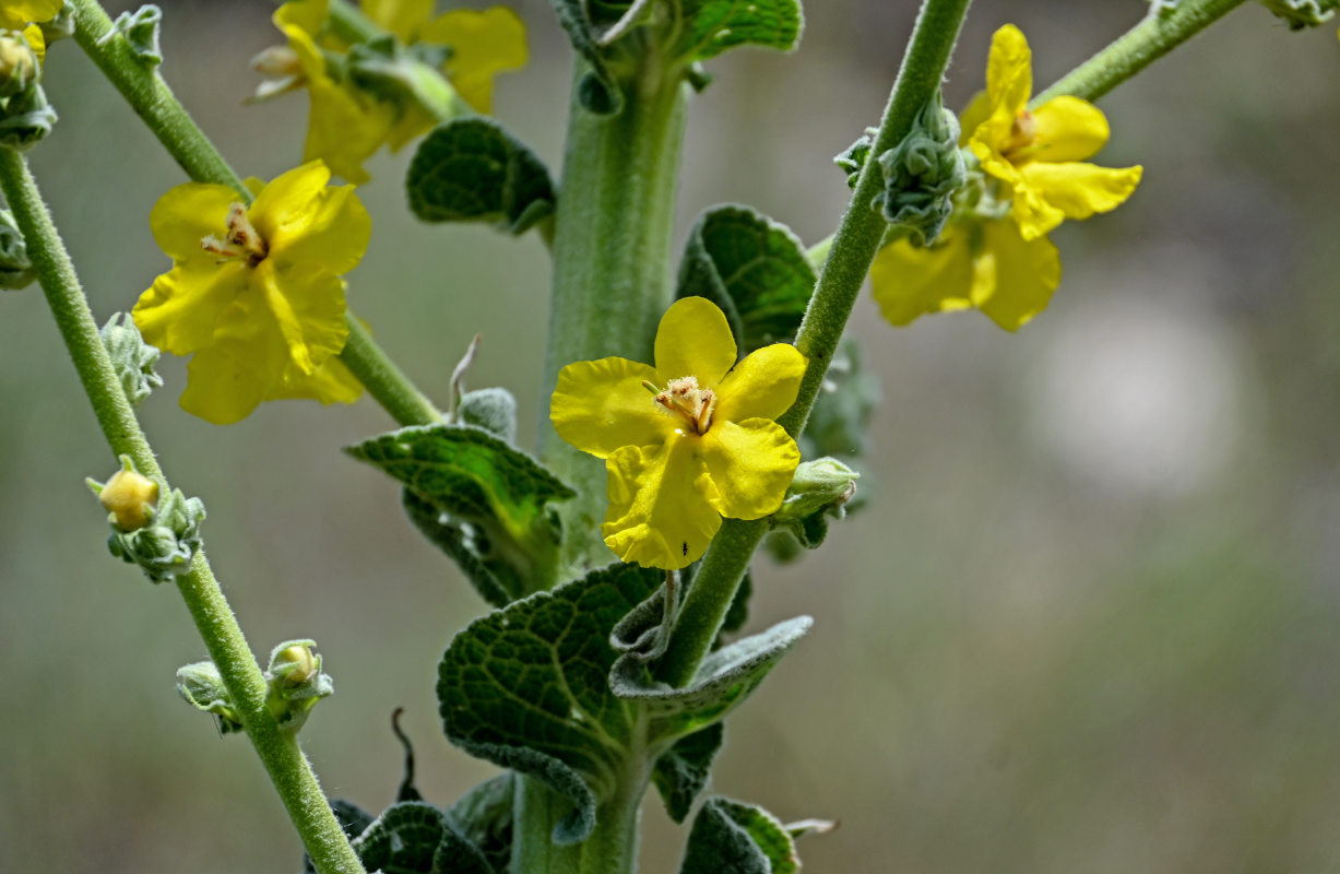 Изображение особи Verbascum speciosum.