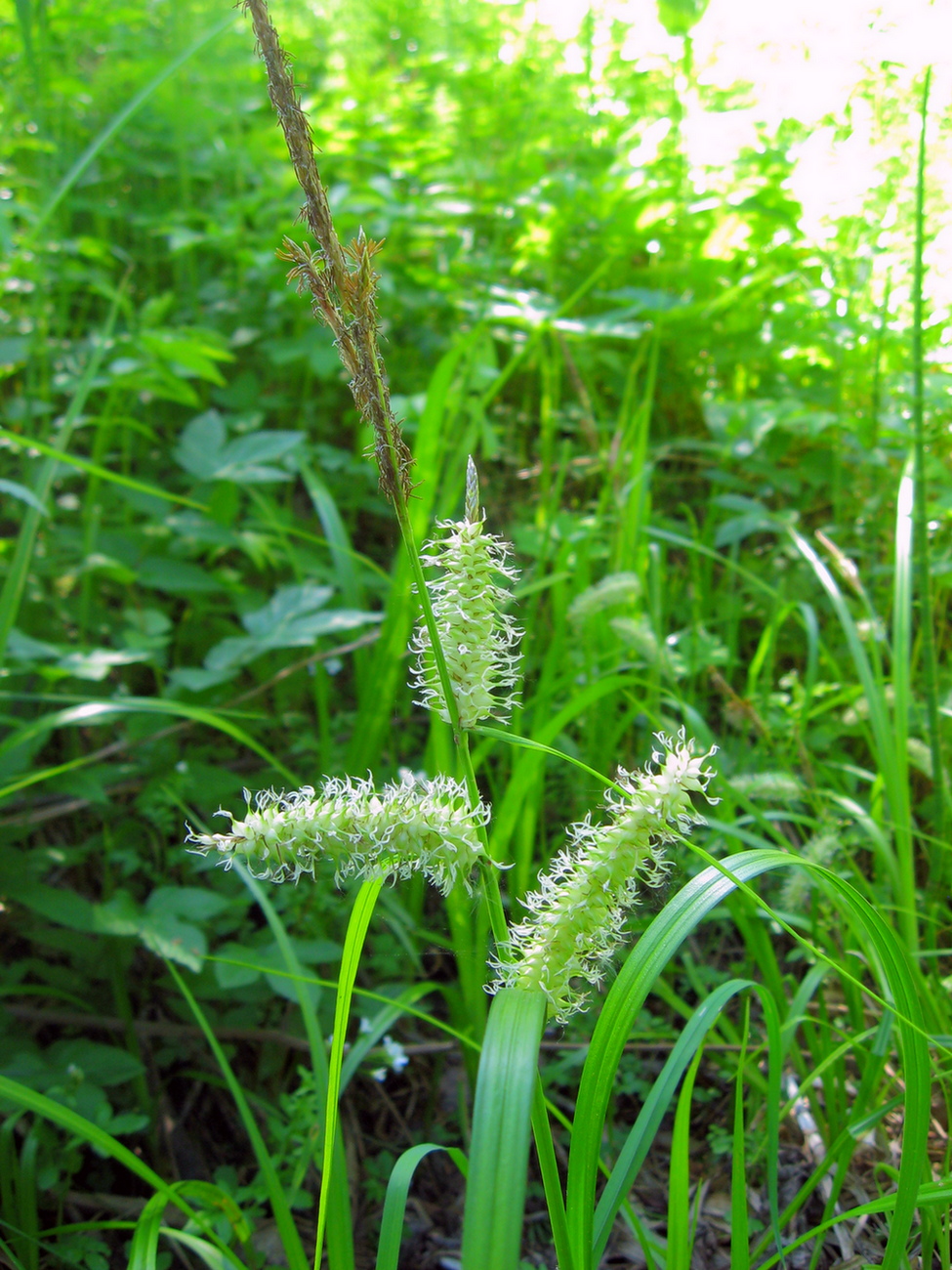 Изображение особи Carex rhynchophysa.
