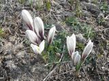 Crocus alatavicus