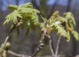 Quercus pubescens. Верхушка побега с соцветием. Испания, автономное сообщество Каталония, провинция Жирона, комарка Ла-Гарроча, муниципалитет Ла-Валь-де-Бианья, подр-н (субкомарка) Л’Альта-Гарроча, 870 м н.у.м., перевал Capsacosta, смешанный лес. 12.04.2024.