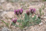 Astragalus kelleri