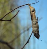 Image of taxon representative. Author is Игорь Павлов