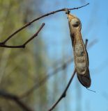 род Robinia