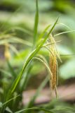 Carex pendula. Верхушка цветущего растения. Краснодарский край, Апшеронский р-н, окр. хут. Гуамка, опушка смешанного леса. 29.04.2024.