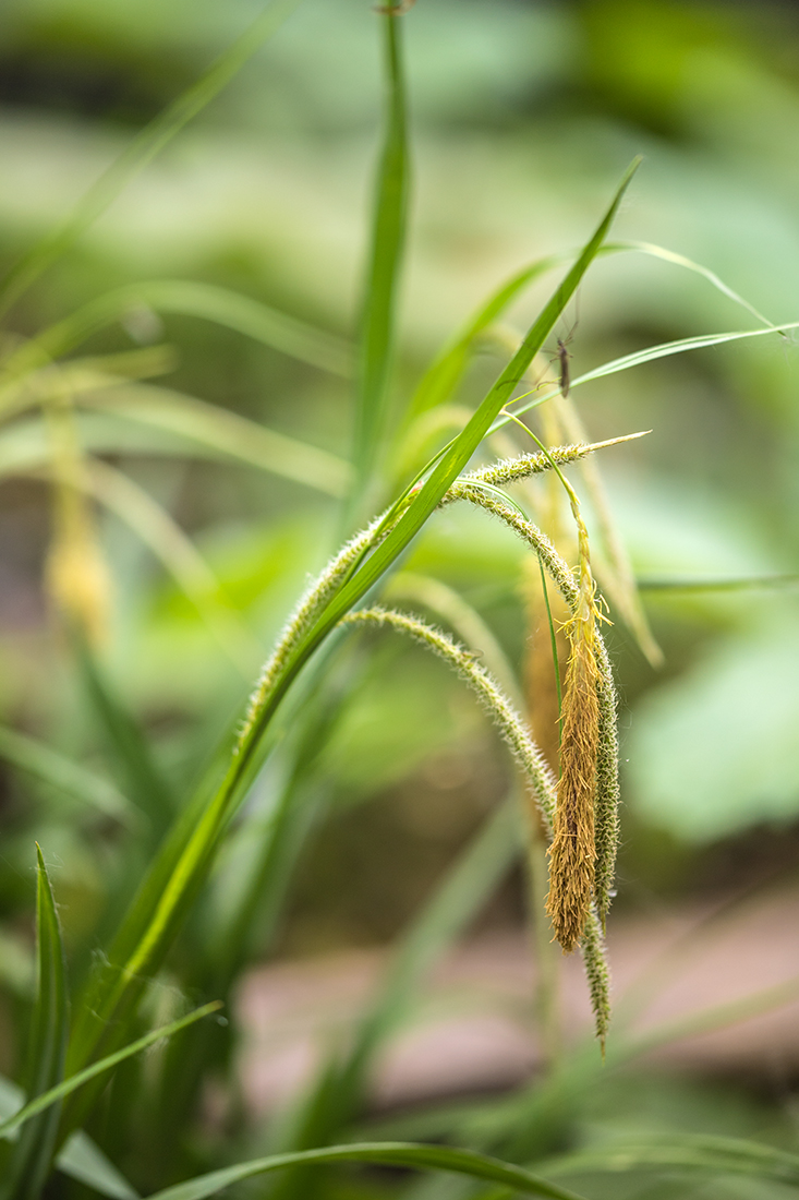 Изображение особи Carex pendula.