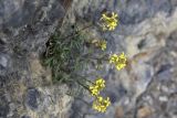 Erysimum ibericum