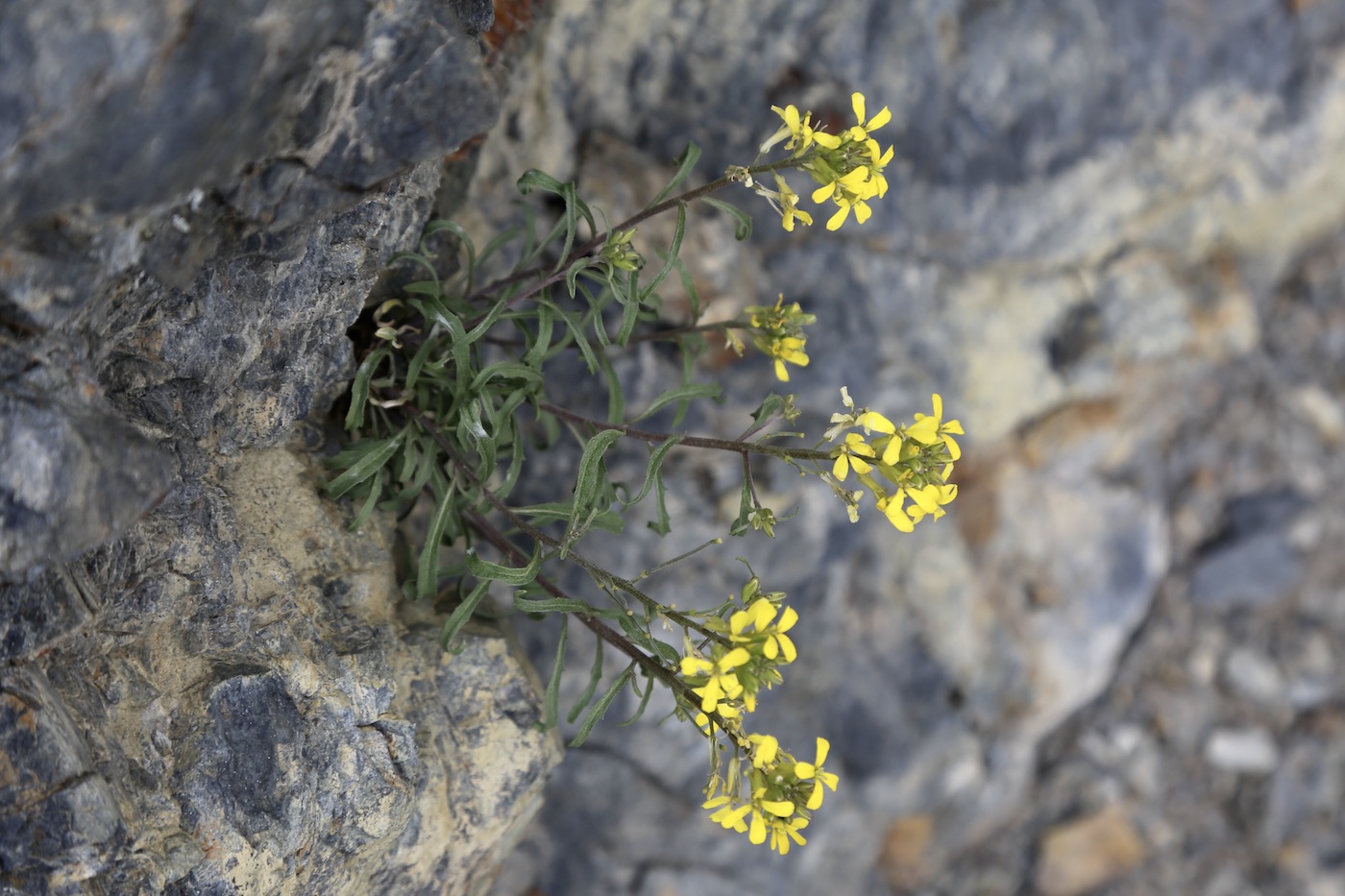 Image of Erysimum ibericum specimen.