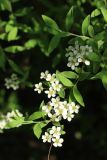 Spiraea grefsheimii