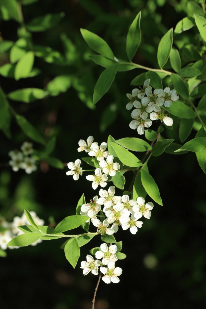 Изображение особи Spiraea grefsheimii.