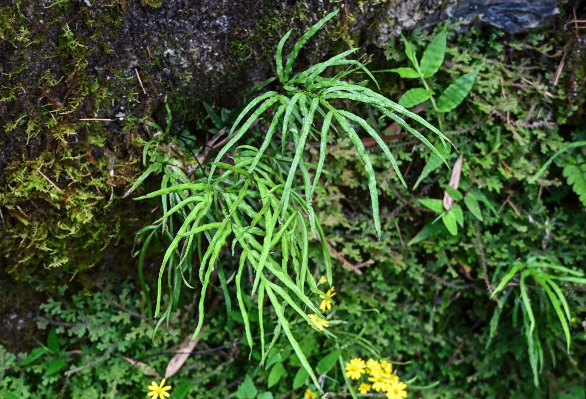 Image of Pteris multifida specimen.