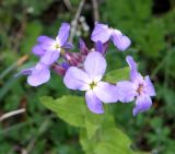 Hesperis steveniana