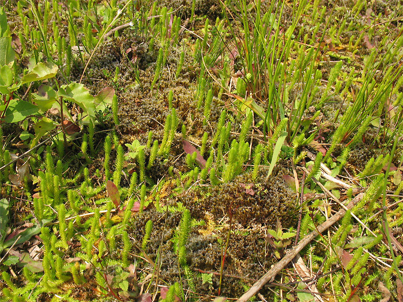 Image of Lycopodiella inundata specimen.