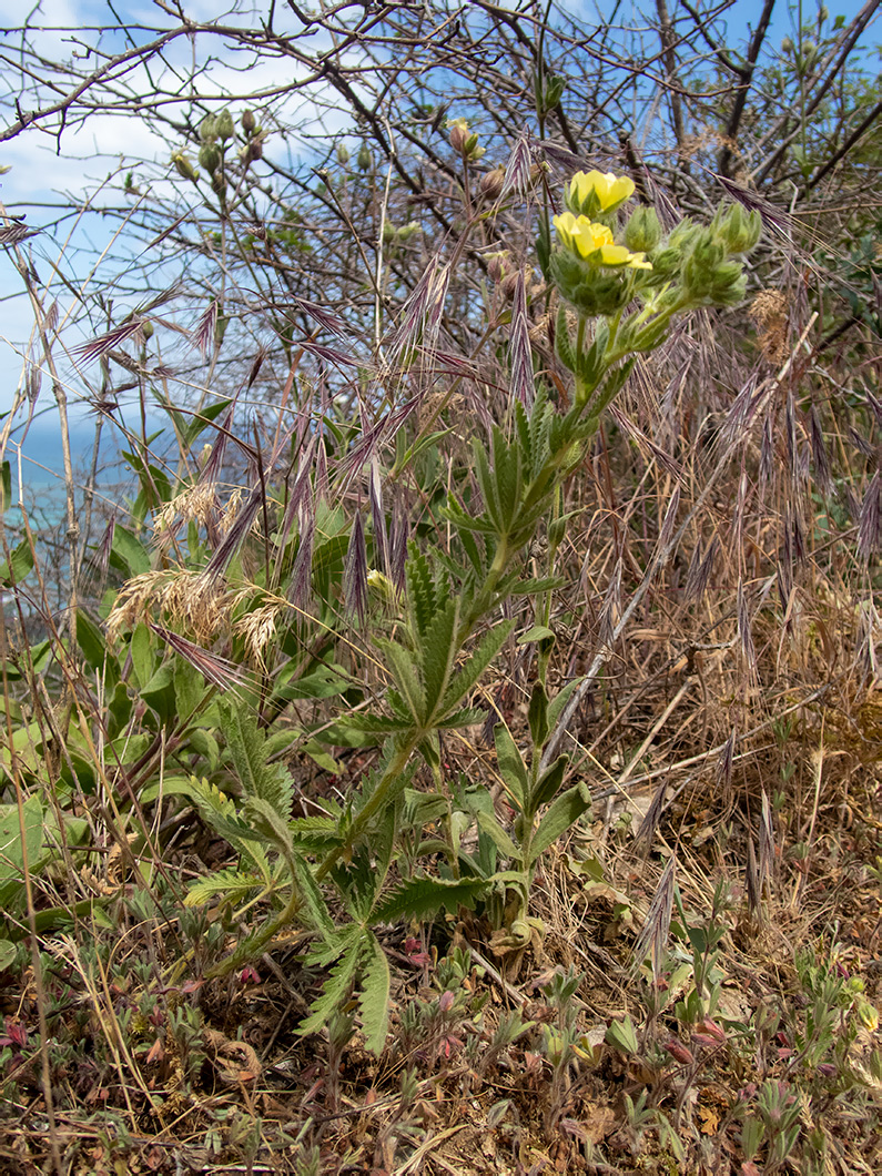 Image of Potentilla semilaciniosa specimen.