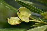 genus Dodonaea