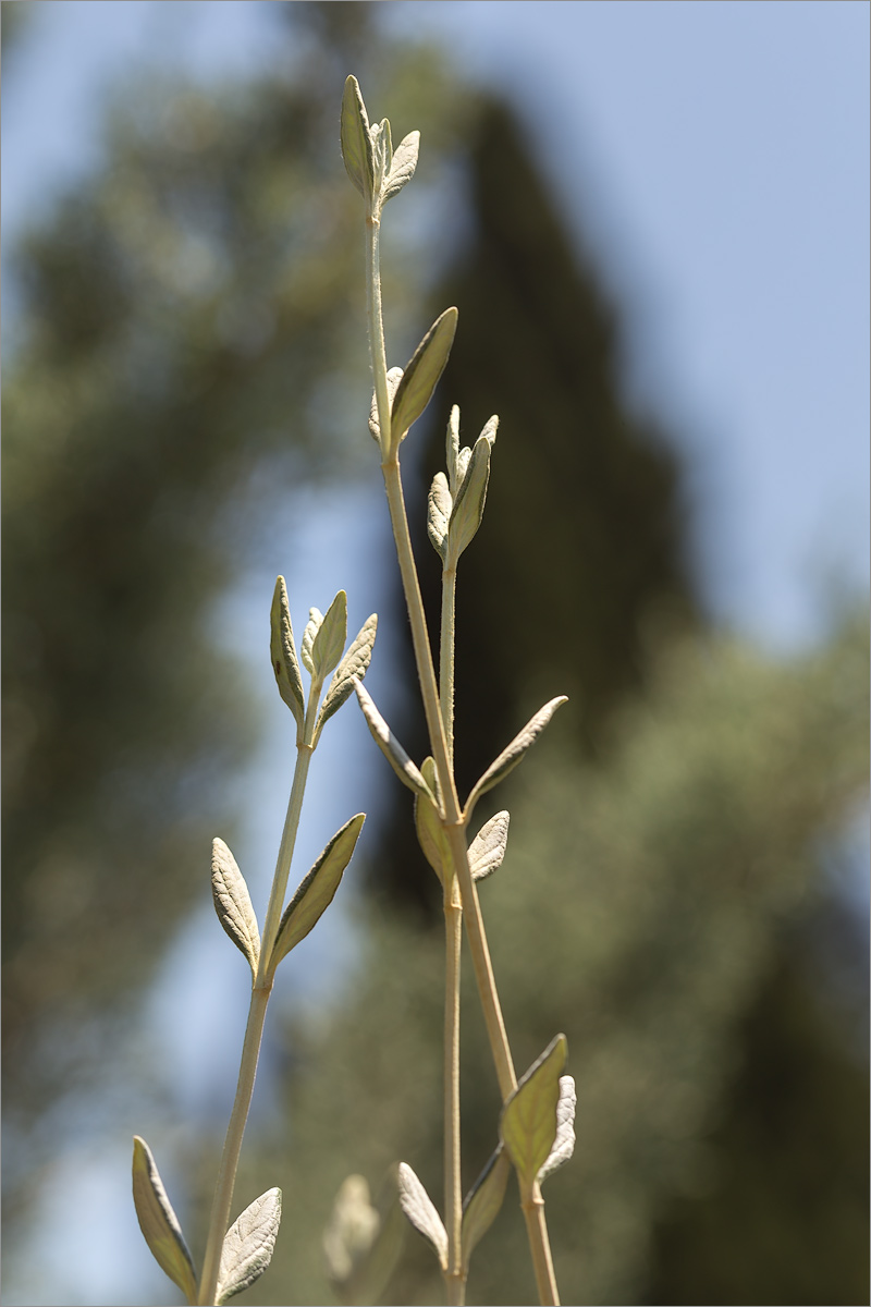 Изображение особи Teucrium fruticans.