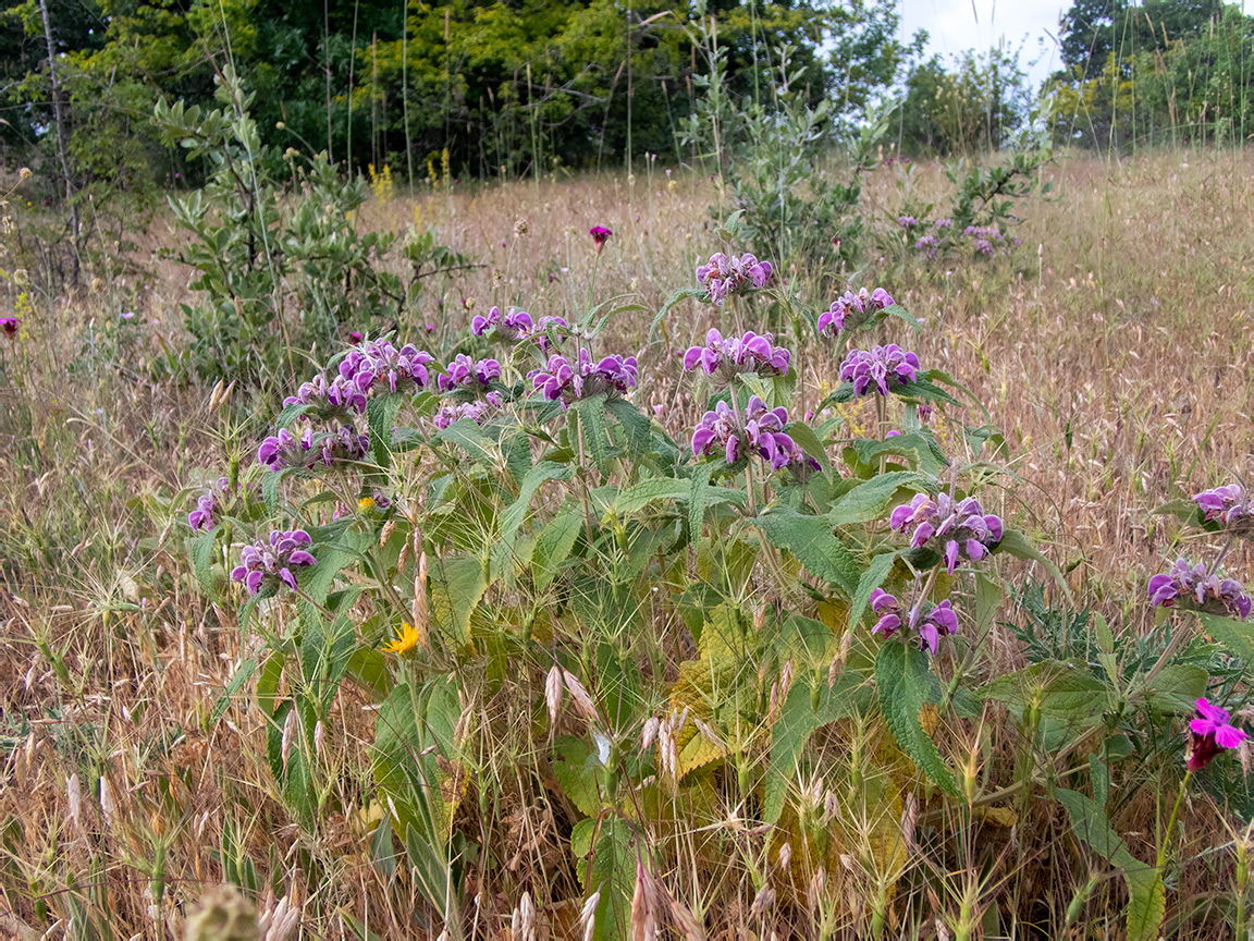 Image of Phlomis taurica specimen.