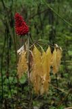 Arisaema peninsulae. Плодоносящее растение с увядающим листом. Южное Приморье, Чёрные горы, заповедник \"Кедровая падь\", дол. р. Кедровая. 07.10.2007.