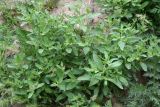 Euclidium syriacum