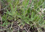 Dendroarabis fruticulosa