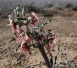 Rhinopetalum karelinii