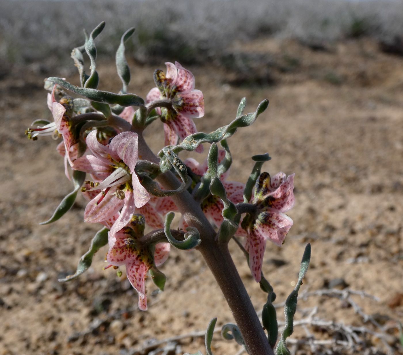 Изображение особи Rhinopetalum karelinii.