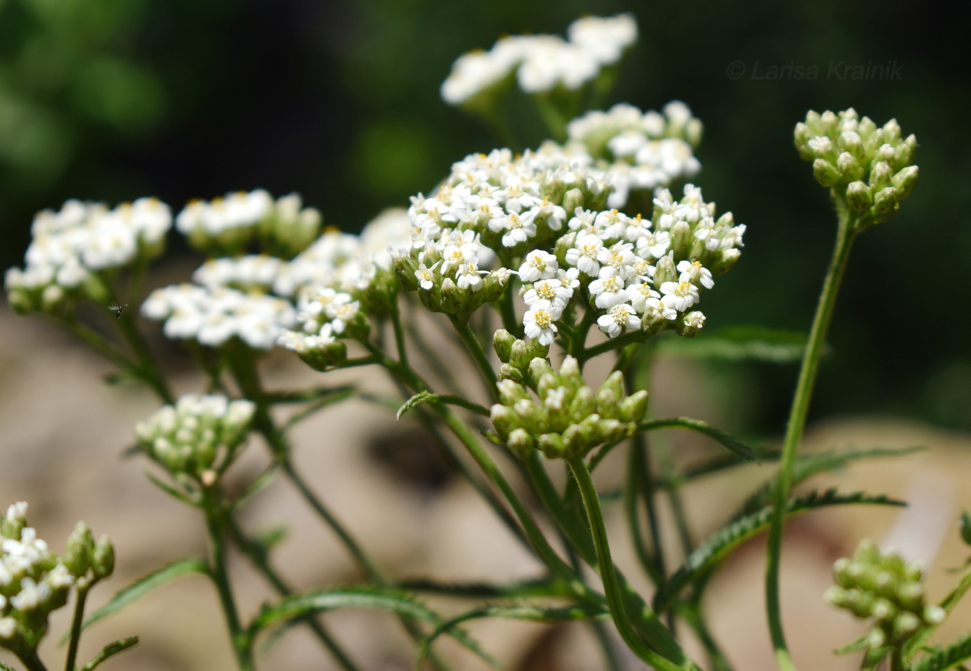 Image of genus Achillea specimen.