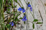 Veronica umbrosa