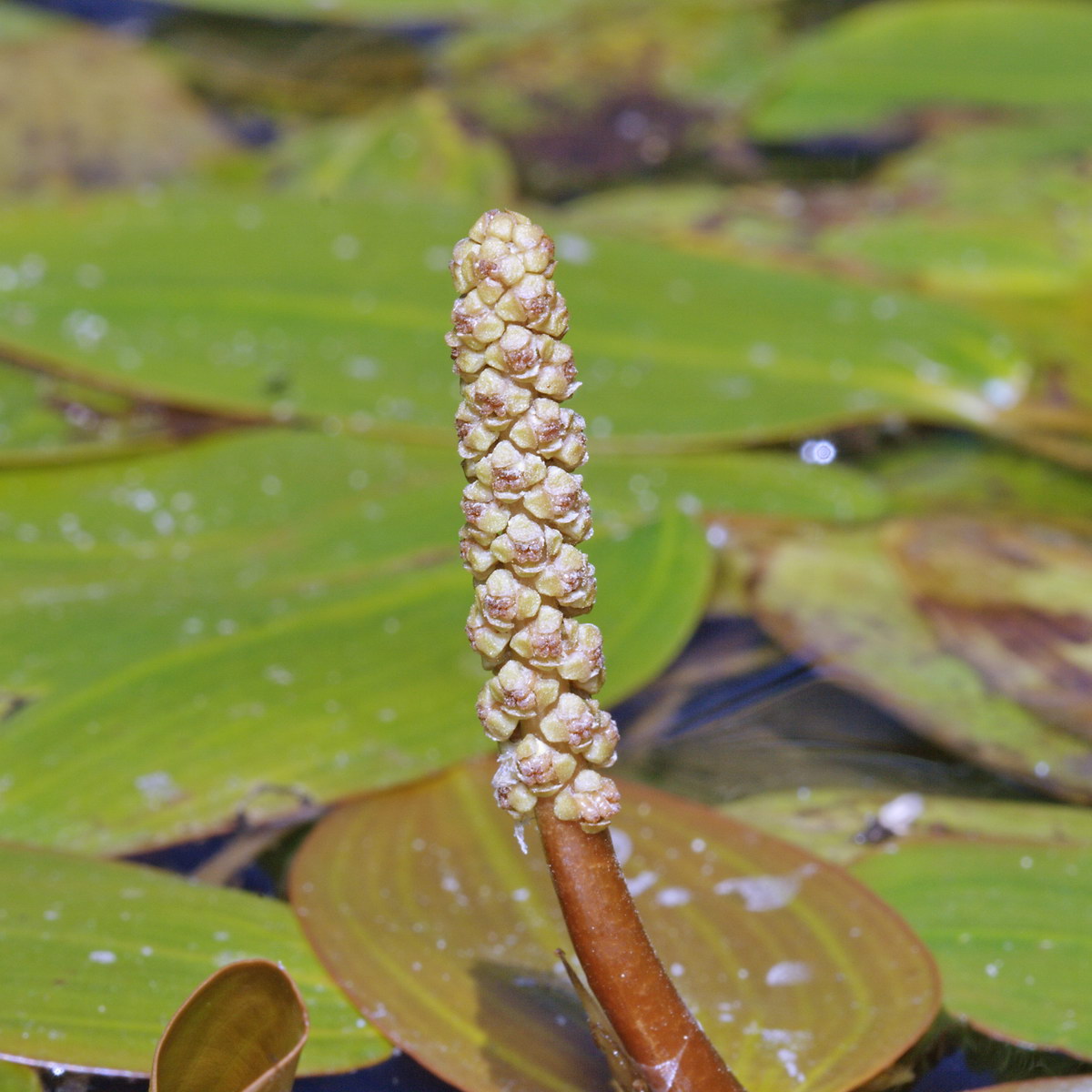 Image of Potamogeton natans specimen.