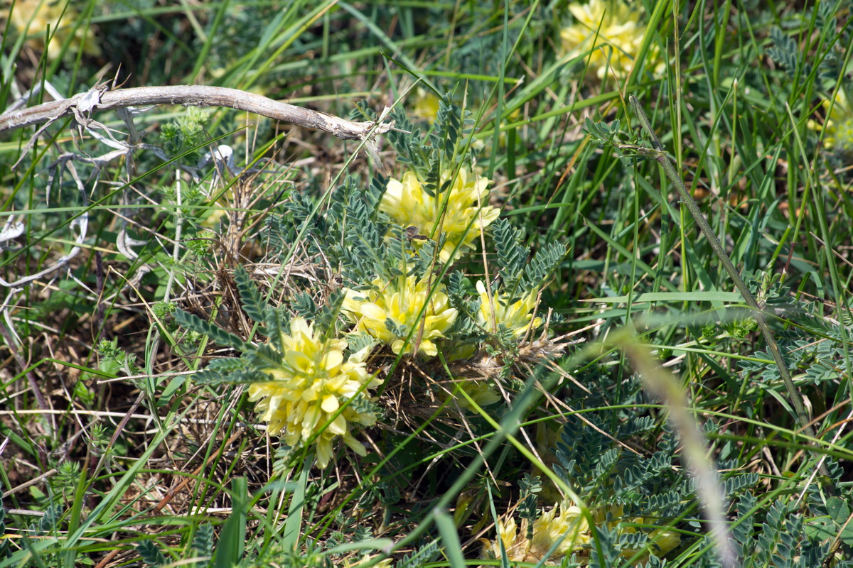 Image of Astragalus aureus specimen.