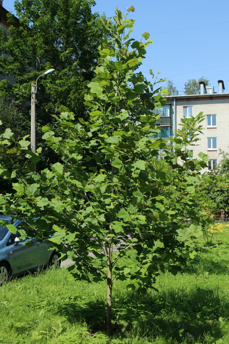 Изображение особи Platanus occidentalis.