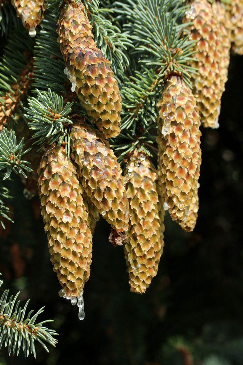 Изображение особи Picea pungens f. glauca.