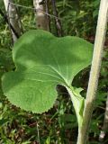 Parasenecio hastatus ssp. orientalis
