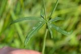 Смотреть изображение Ranunculus acris