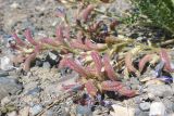 Oxytropis chiliophylla