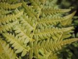 Pteridium pinetorum. Часть вайи, принимающей осеннюю окраску. Татарстан, Агрызский р-н, окр. с. Красный Бор, разнотравный луг на склоне оврага. 04.08.2025.