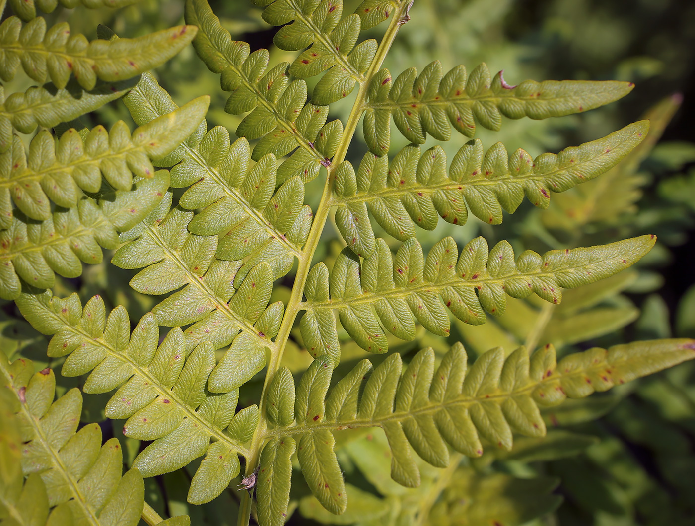 Изображение особи Pteridium pinetorum.