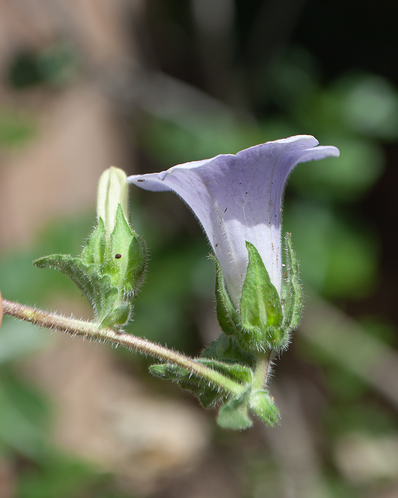 Image of Campanula hagielia specimen.