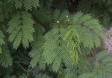 Leucaena leucocephala