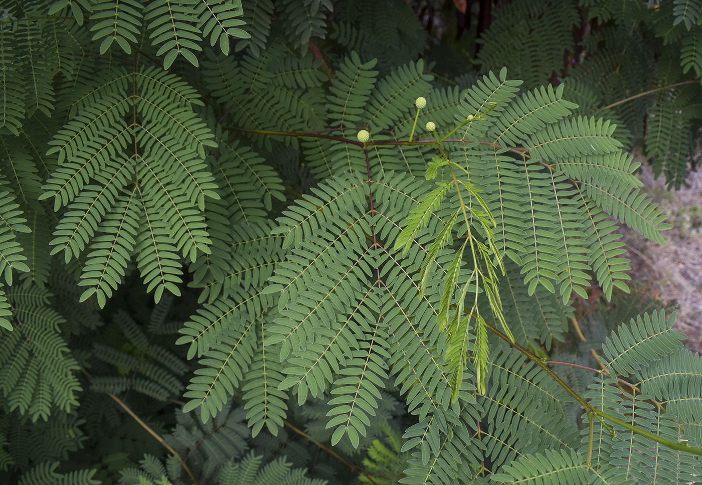 Изображение особи Leucaena leucocephala.