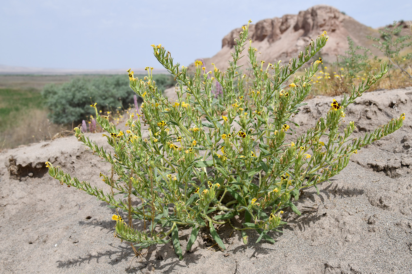 Image of Arnebia decumbens specimen.