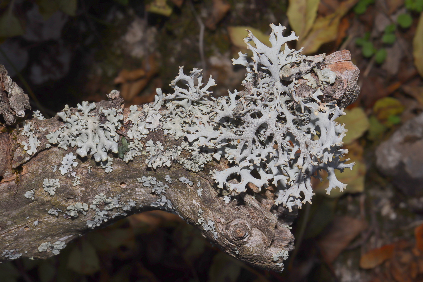 Изображение особи Pseudevernia furfuracea.