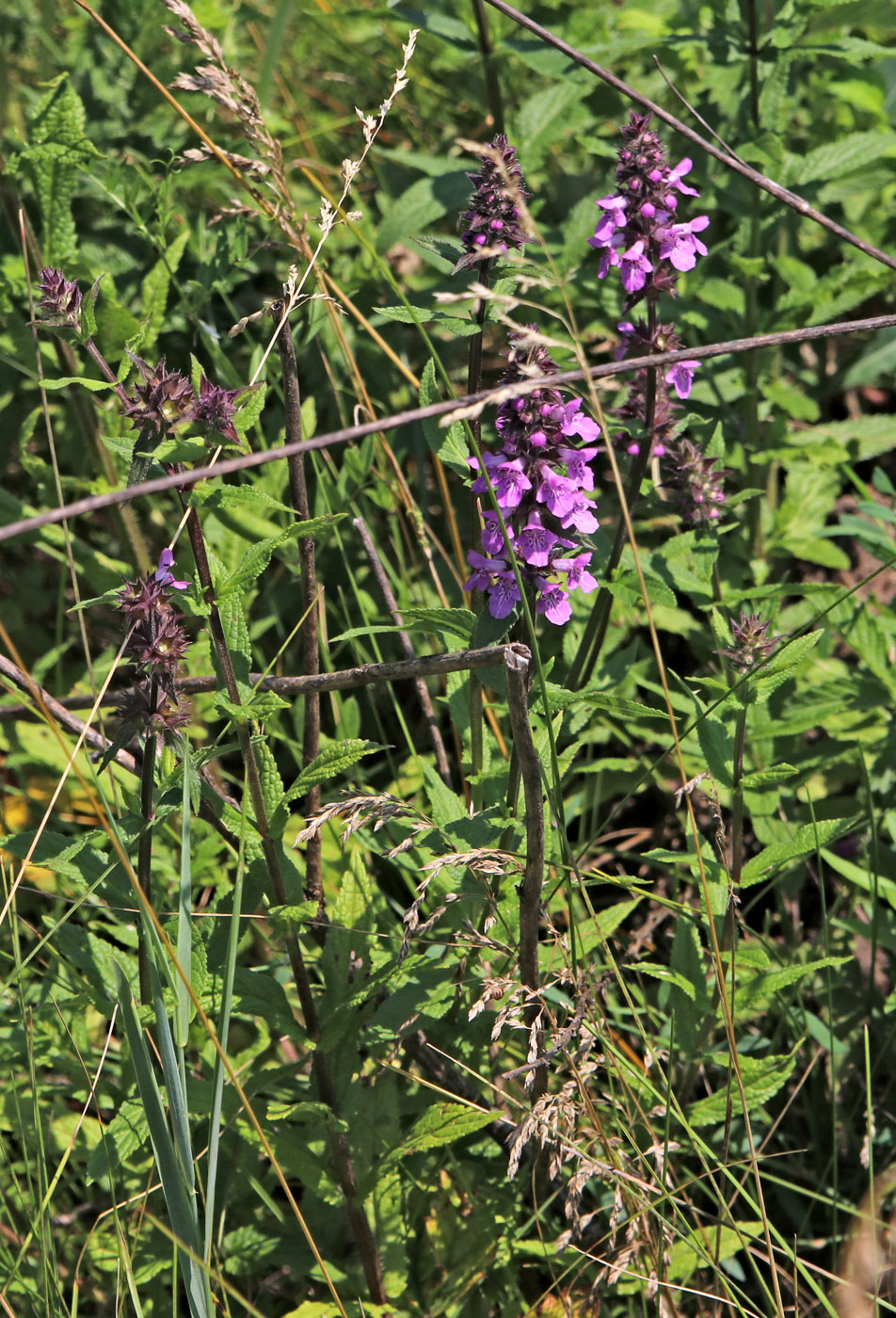 Image of Stachys palustris specimen.