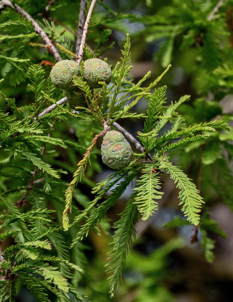 Image of Taxodium distichum specimen.