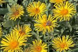 Inula hirta