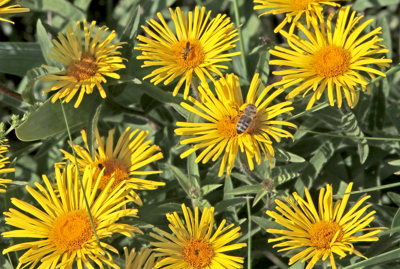 Image of Inula hirta specimen.