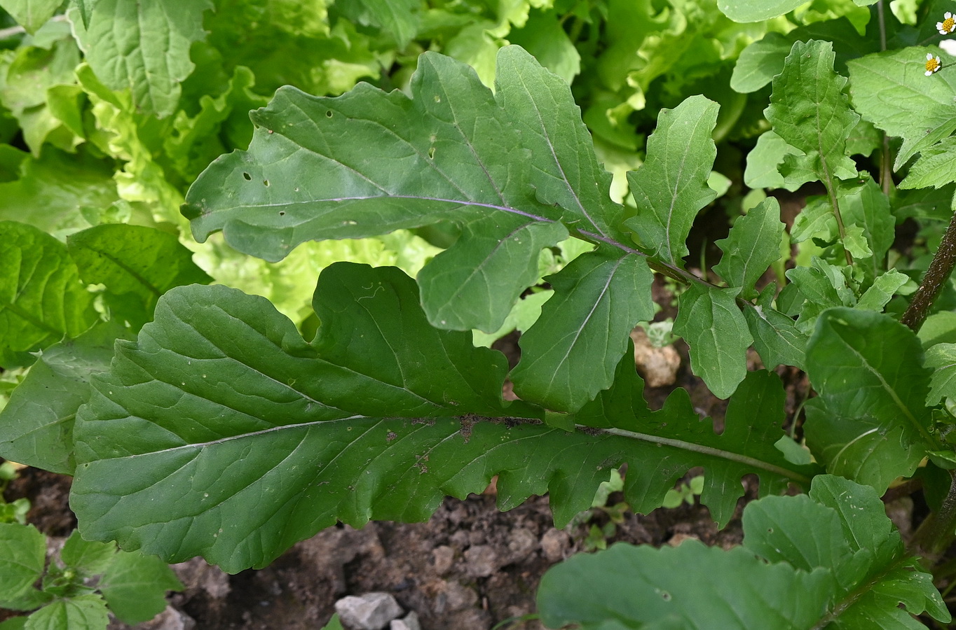 Image of Eruca sativa specimen.