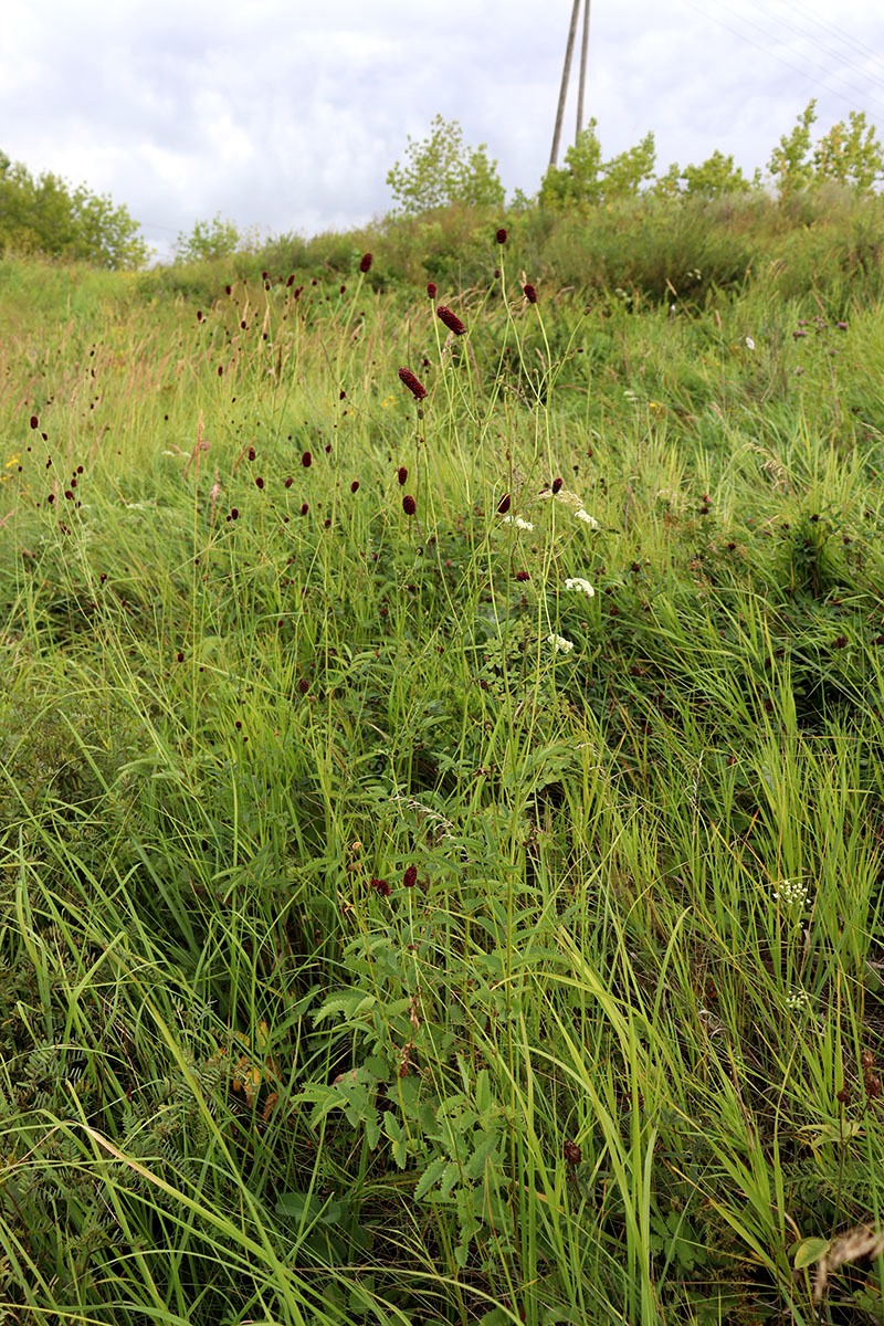 Изображение особи Sanguisorba officinalis.