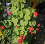 Pelargonium hortorum. Цветущее растение. Абхазия, Гагрский р-н, с. Лдзаа, частный сад. 10.06.2025.