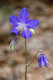 Aquilegia parviflora. Верхушка цветущего растения. Приморский край, Партизанский р-н, мыс Лисученко, травянистый склон сопки на морском побережье. 24.05.2014.
