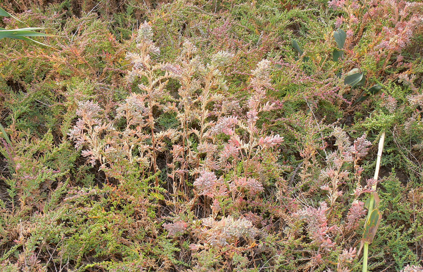 Image of Suaeda linifolia specimen.
